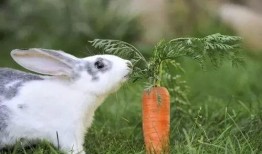 上位by萝卜兔子简介 热门大瓜莫里秀,揭秘热门大瓜背后的故事