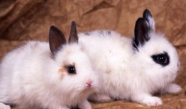 上位by萝卜兔子简介 热门大瓜莫里秀,揭秘热门大瓜背后的故事