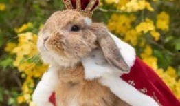 最近热门事件合集吃瓜兔,近期热门事件合集深度解析